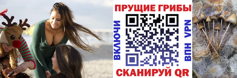 Галлюциногенные грибы Psilocybine cubensis  цена наркотик  Мурино 